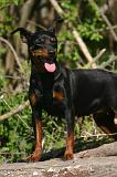 PINSCHER NAIN 125